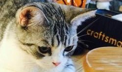 娱乐吃瓜君二豆猫,揭秘娱乐圈那些不为人知的幕后故事